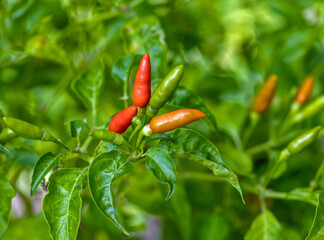 Ripe red and green chili peppers, a spicy ingredient for food, add a vibrant color on green leaves...