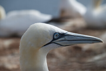 Portraitfoto von einem sch&ouml;nen Basst&ouml;lpel auf Helgoland.