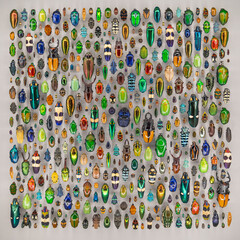 set of beetles 
