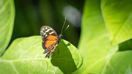 butterfly on leaf