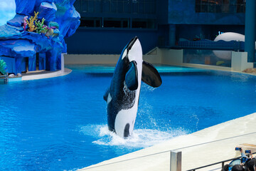 a sleek black and white orca © Kit