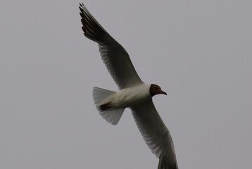 Lachmöve im Flug