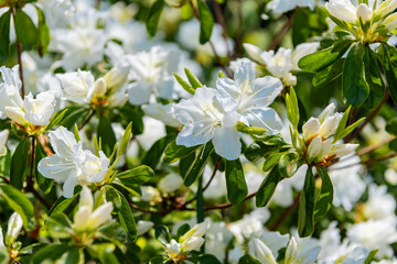 Flowering nature closeup. White flowering azalea plant. Exotic flower. Natural flower plant. Flora nature. Bright blooming azalea flower in nature. Azalea flower. Tropical blooms