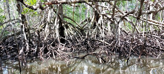 river in a mangrove forest