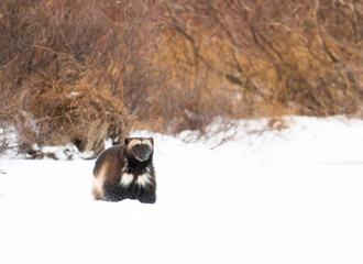 Wolverine on a frozen lake near Churchill Manitoba