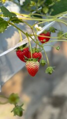 strawberry in a garden