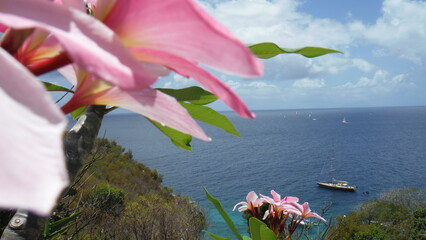 Pretty close-up on a flower with a beautiful view of the Caribbean sea from the heights of...