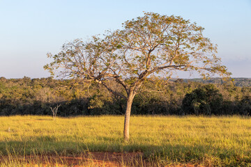 Brazilian cerrado biome tree
