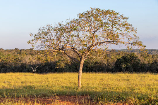 Brazilian cerrado biome tree