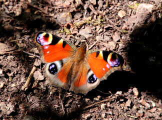 Schmetterling 