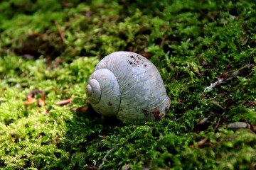 Schnecke auf Moos