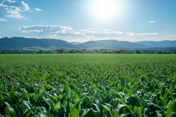 Vibrant green cornfield stretches under a bright sun as mountains loom in the distance on a clear summer day