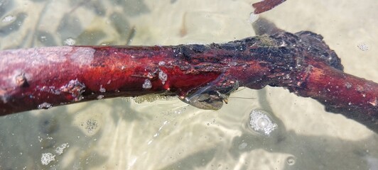 little water animal on a trunk