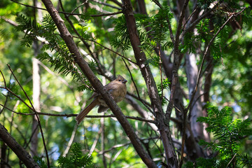 cardinal female on a branch