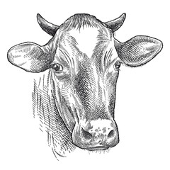 Hand drawn sketch of horned cow head (Jersey breed) in black isolated on white background. 