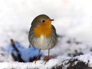 European robin (Erithacus rubecula)