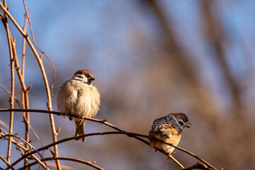 Little fluffy house sparrows bask in the sun in the park.