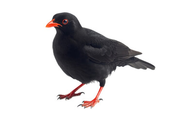 Fototapeta premium Close-Up of alpine chough with Vibrant Red Beak and Legs on a Transparent Background