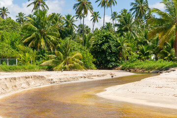 River across the jungle in Maragogi, Alagoas, Brazil.