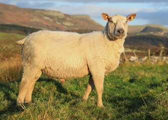 Sheep: Charollais breed ram standing in field on farmland in rural Ireland in winter 