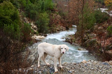 Dog mountain stream. High quality photo