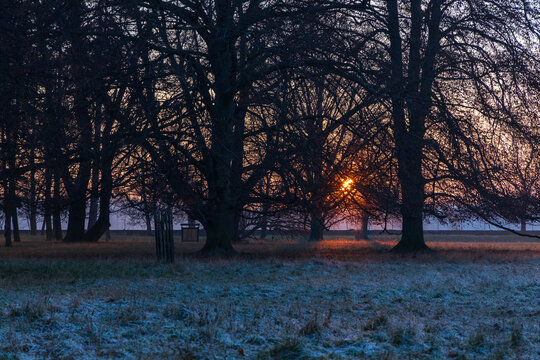 Winter park with deciduous trees at sunset. There is frost on the grass - Powered by Adobe