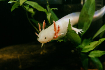 Obraz premium Pink axolotl swimming around in a natural planted freshwater tank (Ambystoma mexicanum)