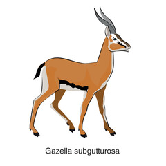Dzeren.  Gazella subgutturosa. Vector. White background