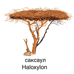 Saxaul. Haloxylon. Vector. White background