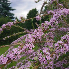 Obraz premium flowers in the park