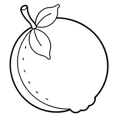 Coloring page line art langsat vector illustration 