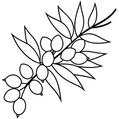 Coloring page line art sea buck thorn vector