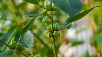Close-up of fresh Ashwagandha buds, pods, leaves and plant. Withania somnifera plant known as Indian ginseng herbs, poisonous gooseberry, or winter cherry. Macro shot of ayurvedic herb, medicine