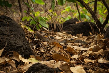 Fototapeta premium Galapagos Racer Snake
