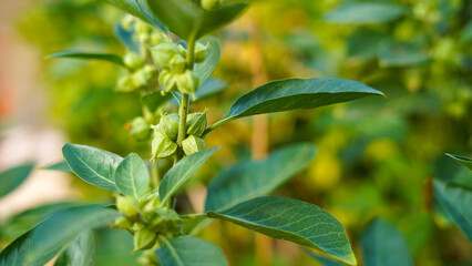 Close-up of fresh Ashwagandha buds, pods, leaves and plant. Withania somnifera plant known as Indian ginseng herbs, poisonous gooseberry, or winter cherry. Macro shot of ayurvedic herb, medicine