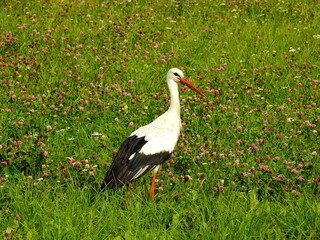 white stork in the grass