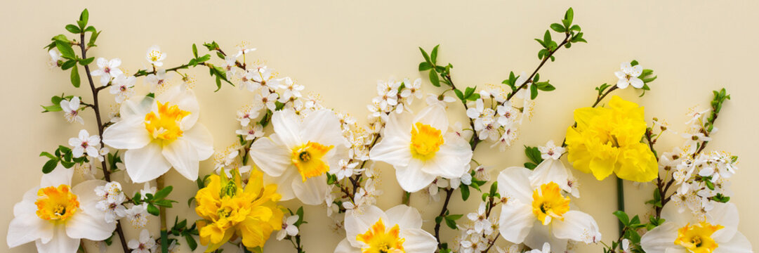 Festive banner with spring flowers, white daffodils and flowering cherry branches on a light yellow pastel background