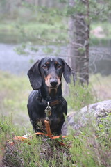 A black dapple dachshund (Schwarztiger Dackel) exploring the natural surroundings. The curious dog moves through lush greenery, capturing a moment of adventure and discovery in the great outdoors.