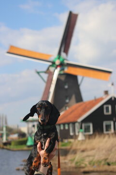 A black dapple dachshund (Tigerdackel) standing in front of a classic Dutch windmill, with lush green fields and a clear blue sky. A charming and scenic springtime moment in Holland.
