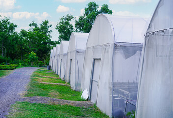 Outside of poly tunnel for growing organic plants in a controlled climate, sunlight and protection vegetables plantation hothouse  building in garden from insect and plant diseases.