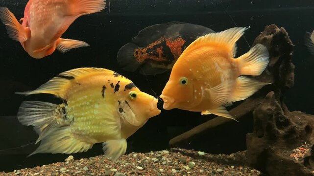 Two red parrot fish (Blood parrot cichlid) kissing.