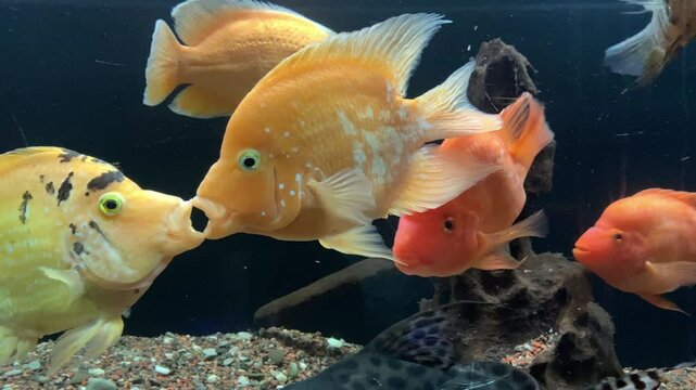 Two red parrot fish (Blood parrot cichlid) kissing.
