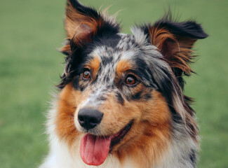 An Australian Shepherd exploring the natural landscape, moving through vibrant greenery. The intelligent and energetic dog captures a moment of curiosity and adventure in the great outdoors.