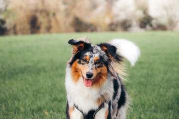 An Australian Shepherd exploring the natural landscape, moving through vibrant greenery. The intelligent and energetic dog captures a moment of curiosity and adventure in the great outdoors.