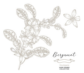 Bergamot flowers on branch vector illustration. Citrus bergamia plant isolated on white background. Hand drawn engraving style.