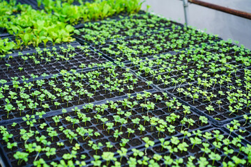 Sapling organic vegetable growing in seeding tray at the nursery farm. Small seedlings of green vegetables plantation in tray on garden, Organic plant cultivation. Agriculture concept.