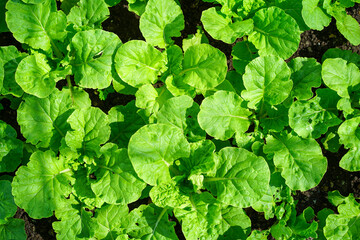 Young seedlings of green vegetable salad growing in farm.Vegetables plantation in garden, Organic plant cultivation greenhouses.