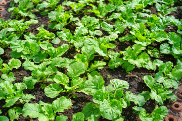 Small seedlings of green vegetable salad growing in farm.Vegetables plantation in garden, Organic plant cultivation greenhouses.