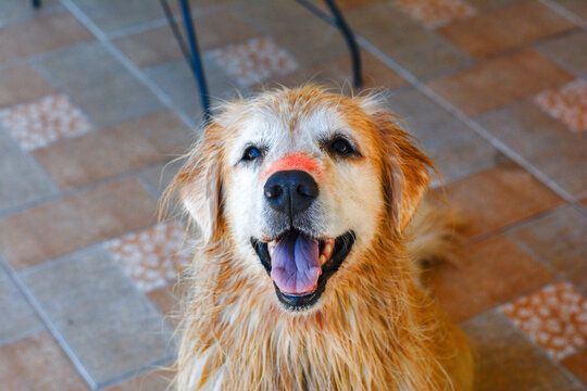 Golden retriever com os pelos molhados sorrindo usando protetor solar vegano no focinho.