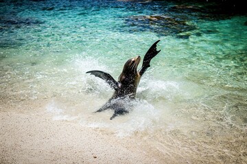 Fototapeta premium Galapagos Sea Lion Playing